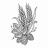Hops Barley Traced Woodcut sketch template
