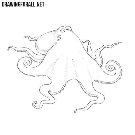 draw  octopus