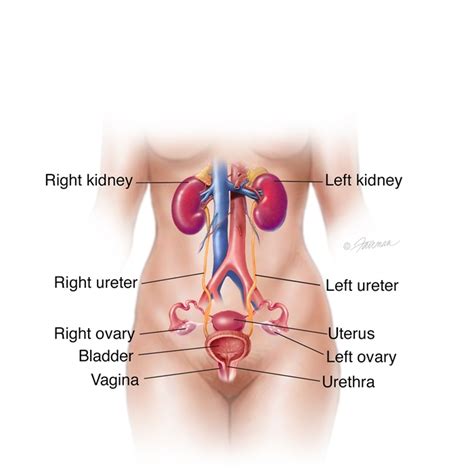 Urinary Diversion Symptoms Diagnosis And Treatment Urology Care