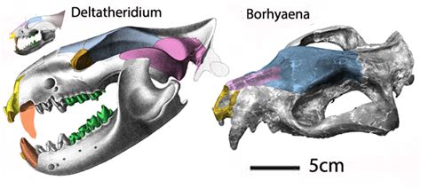borhyaena masrasector deltatheridium ernanodon didelphodon