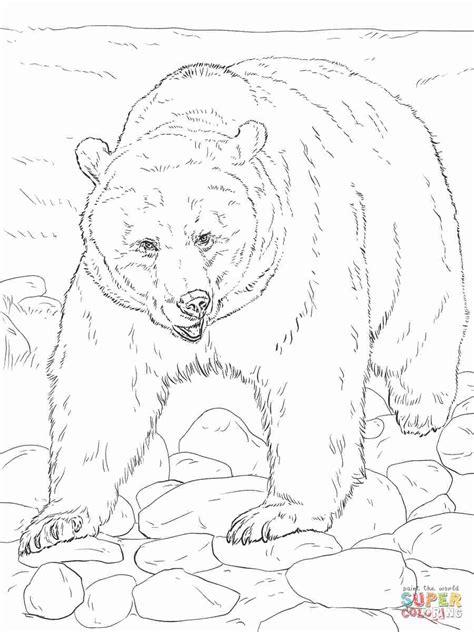 bear coloring pages  adults  getcoloringscom  printable