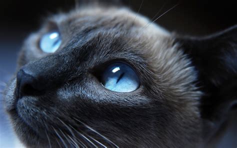 cat eyes closeup hd animals  wallpapers images backgrounds