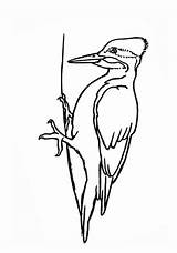 Woodpecker Congratulations Easyanimals2draw sketch template