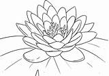 Lotus Coloring Pages Printable Kids Flower sketch template