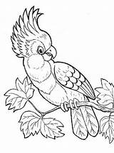 Kakadu Papegaaien Ausmalbilder Cockatoo Kaketoe Papageien Malvorlage Parrots Stemmen sketch template