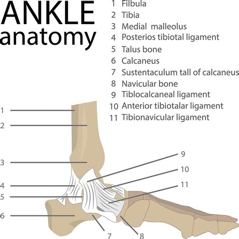 foot ankle anatomy