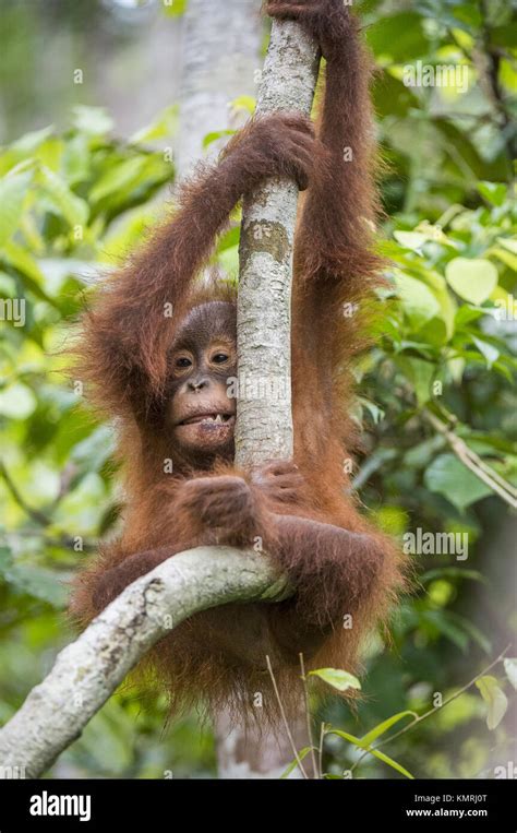 baby  utan pongo pygmaeus auf dem baum natuerlichen gruenen