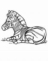 Zebra Coloring Pages Down Baby Laying Kids Lying Drawing Printable Template Criminal Minds Camel Draw Drawings Popular Getdrawings Library Books sketch template
