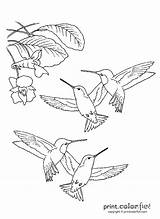 Hummingbirds Coloring Pages Bird Print Patterns Color Hummingbird Flower Printable Printcolorfun Birds Sheets Adult Stencils Nectar Pattern Book Printables Embroidery sketch template