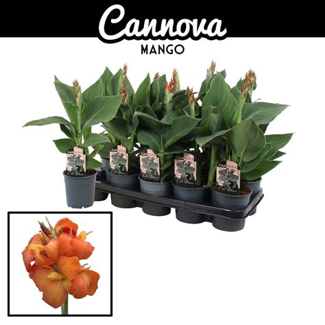canna generalis cannova mango cm cm tall evergreens turn