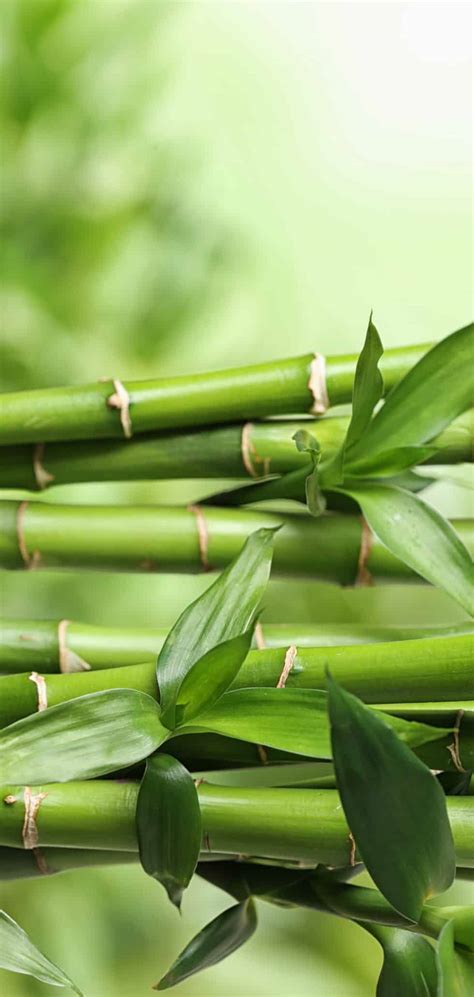 duurzame bamboe hemden voor heren boru bamboo