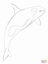Orca Whale Coloring Pages Shamu Killer Beluga Drawing Printable Baby Kids Color Getdrawings Getcolorings Supercoloring Colorings Print Categories Clipart sketch template