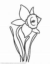 Daffodils Daffodil Narcissus Outline Clipart Paperwhite Designlooter sketch template