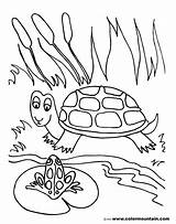 Pond Coloring Pages Frog Turtle Lily Pad Drawing Fish Printable Preschoolers Shell Color Getdrawings Life Sea Getcolorings Habitat Print Paintingvalley sketch template