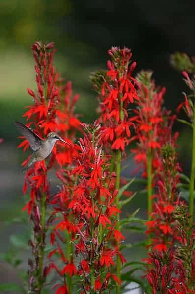 buy cardinal flower laurens garden service native plant shop