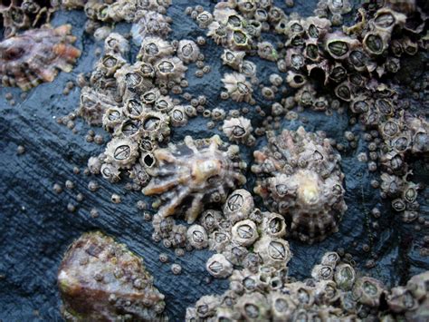 barnacles liberal education   art  coming unstuck