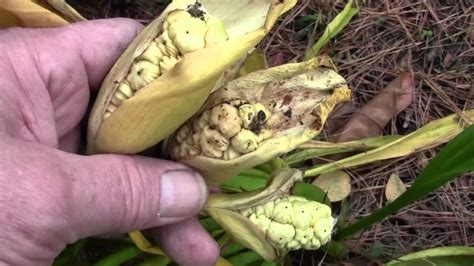 harvesting calla lily seed pods youtube