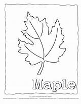 Labeled Leaf Simple Coloring Template Pages sketch template