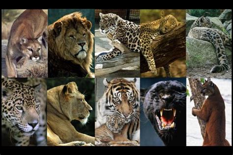 Lion Tiger Cheetah Leopard Jaguar Panther Difference