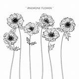 Anemone Flower Leaf Vecteezy Drawn Vector Hand sketch template