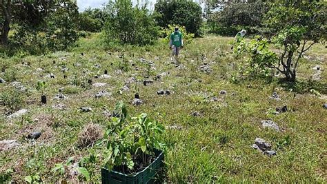 três mil mudas de árvores são plantadas na apa da marituba