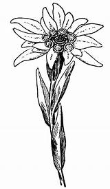 Edelweiss Flower Tattoo Drawing Tattoos Coloring Pages Potrait Flowers Drawings Explore Alpine Choose Board Clipartmag Getdrawings Paintingvalley Eidelweiss sketch template