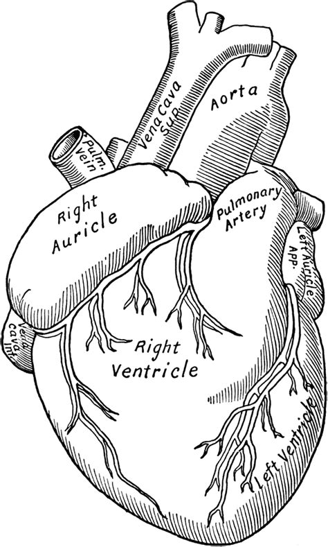 anatomy heart coloring pages  printable coloring pages