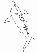 Ausmalbilder Rekin Kolorowanki Rekiny Dla Ausmalbild Sharks Dwarves Pobrania Kostenlos sketch template