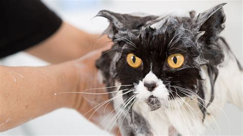 ¿por qué no hay que bañar a los gatos infobae