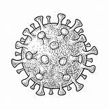 Bacteria Viruses Engraving Celula sketch template