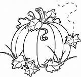 Coloring Pumpkin Squash Colorear sketch template