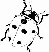 Ladybug Ladybird Bug Insect sketch template