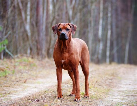 awesome large dog breeds     apartment friendly