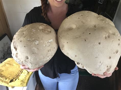 giant puffballs rmycology