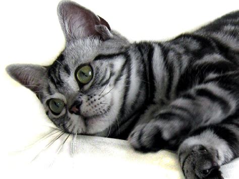 american shorthair cats breeds