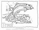 Trout Coloring Fish Rainbow Outline Pages Drawing Printable Color Water Animal Kids Koi Line Lake Clipart Goldfish Wildlife Forelle Adult sketch template