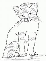 Coloring Pages Dog Kat Cat Dogs Comments sketch template