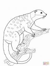Coloring Possum Cuscus Pages Glider Sugar Drawing Template Brushtail Getcolorings Printable Wonderful sketch template