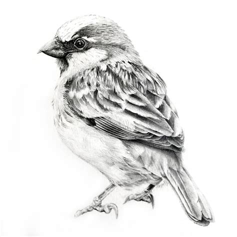 pin  guessme  art bird pencil drawing sparrow art pencil art drawings