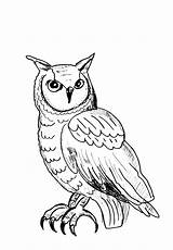 Hibou Hiboux Coloriages Duc Crayon Enfants Justcolor Ordinaire Owls Magnifique sketch template