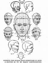 Drawing Proportions Head Human Body Face Faces Proportion Figure Anatomy Drawinghowtodraw Easy High Lessons Handout Divided Caricatures Heads Memorize Understand sketch template