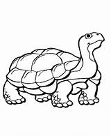 Coloring Animal Pages Animals Print Printable Colour Color Kids Hibernate Learning Wild Crocodile Hibernating Years Outs Turtle Clipart Tortoise Cliparts sketch template