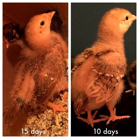 new to byc red sex link or rhode island red chick