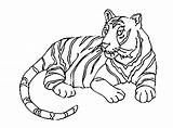 Tiger Coloring Tigers Tigre Tigres Justcolor Coloringbay Shopkins Spider Daniel Coloriages sketch template
