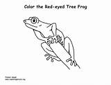 Frog Coloring Red Eyed Tree Pages Prince Color Frogs Printing Printable Getdrawings Getcolorings Treefrog Print Exploringnature sketch template