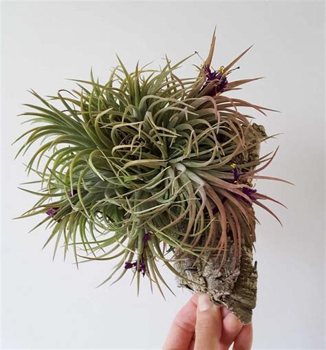 air plant care     kill  tillandsia homestead  chill