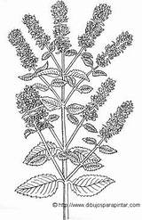 Menta Piperita Plantas La Plant Mentha Mint Chocolate Illustration Leaf Botanical sketch template