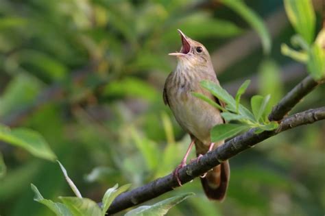 songbirds   singing skills attract  mates study suggests