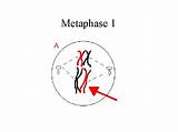 Meiosis Metaphase Division sketch template