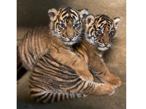 meet hutan  puteri sumatran tiger cubs  named  safari park